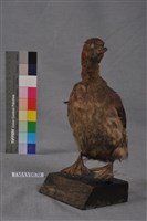 藏品(小鸊鷉)的圖片